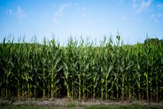Alimentar a Colombia bajo presión de El Niño: la biotecnología gana terreno frente al clima y las plagas